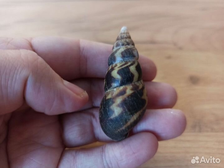 Морская раковина