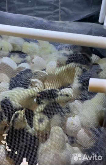 Инкубационное яйцо