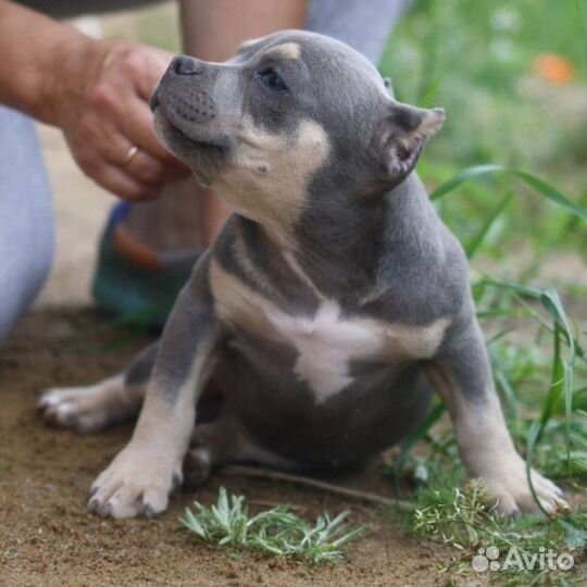 Щенки американского булли