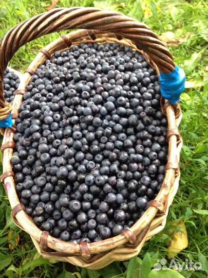 Сбор черники лесной (из экологическичистой зоны)