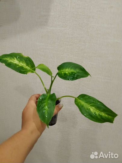 Дифенбахия Камилла