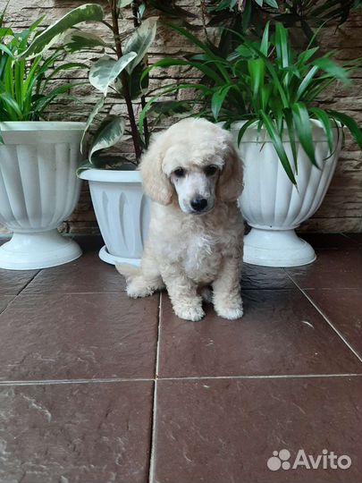 Малый пудель