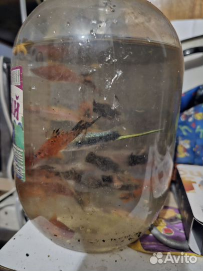 Аквариумные рыбки