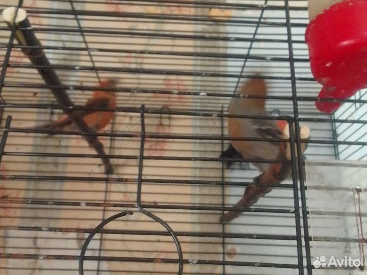 Певчие лесные птицы