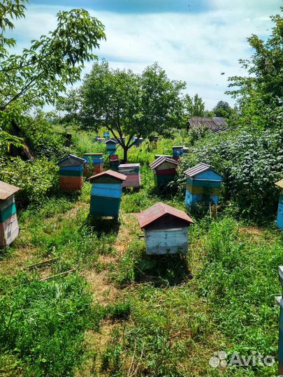 Мёд натуральный