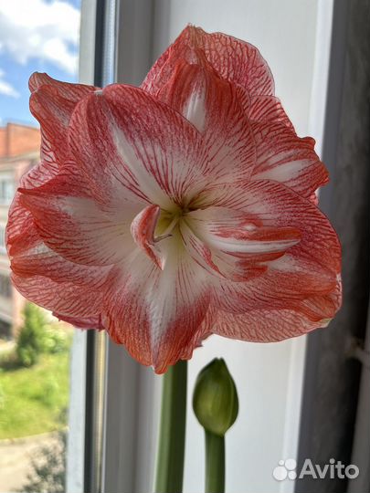 Гиппиаструм