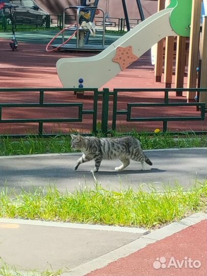 Кошечка на передержку бесплатно