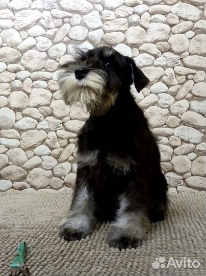 Цвергшнауцер щенки чёрный с серебром