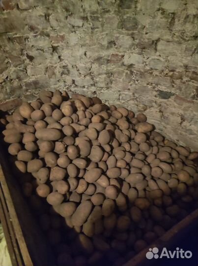 Продам картофель
