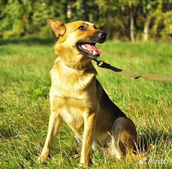 Собака из приюта в добрые руки бесплатно ищет дом