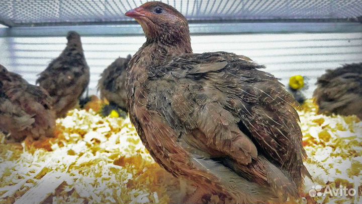 Перепела - Фараон - Белый Американский бройлер