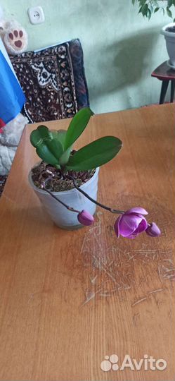 Орхидея фаленопсис