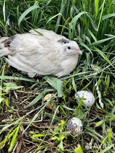 Яйца, перепела, цыплята, выведу цыплят на заказ