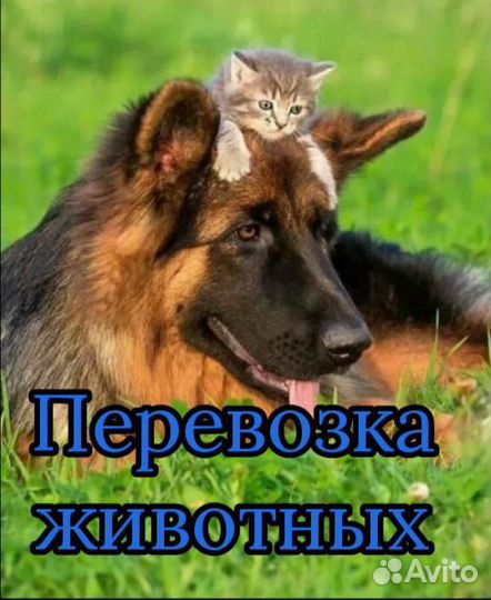 Курьерские услуги Смоленск и область