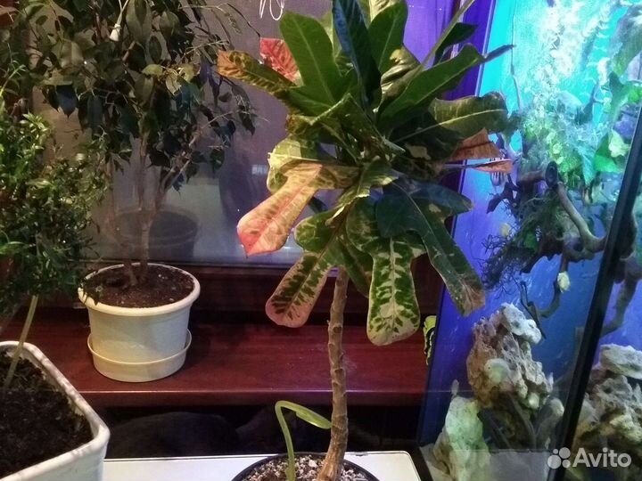 Бересклет форчуна комнатный,кротон, мирт