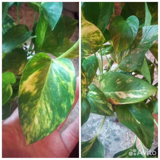 Комнатные цветы