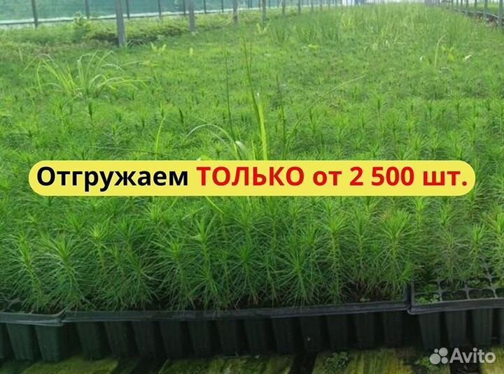 Сеянцы ели европейской зкс оптом