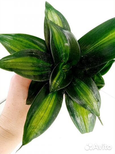 Сансевиерия Ханни грин мулд медиопикта