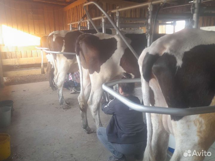 Животноводствод