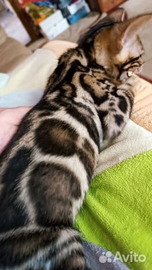 Зеленоглазая красотка