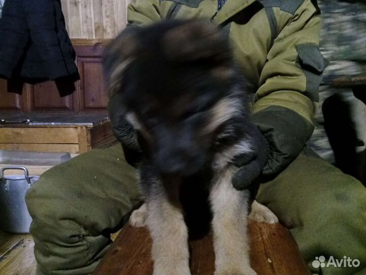 Немецкая овчарка