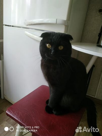 Британский кот на вязку