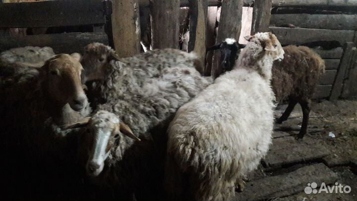 Овцы