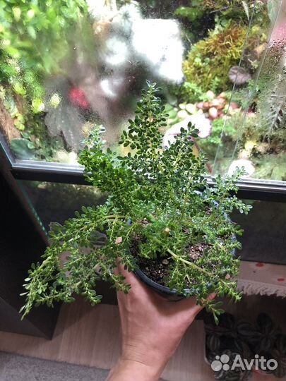 Растение в террариум. Пилея мелколистная