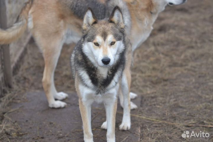 Метис лайки в дар