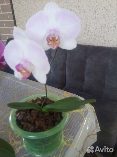 Орхидея фаленопсис