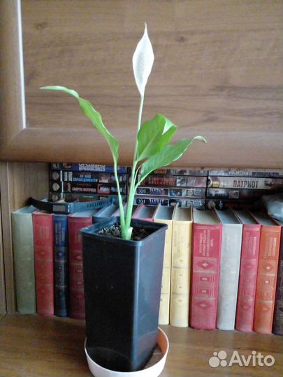 Спатифиллум (женское счастье)