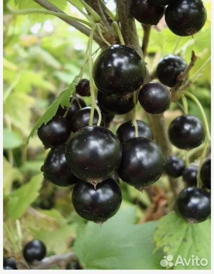 Продам саженцы смородины