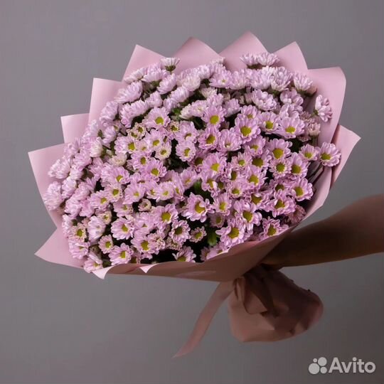 Хризантема-ромашка кустовая сантини