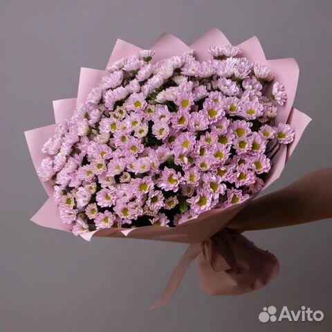 Хризантема-ромашка кустовая сантини