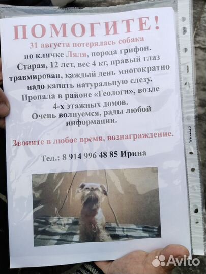 Собака