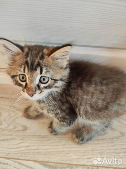 Котята в добрые руки бесплатно