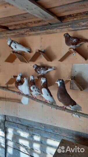 Продажа голубей