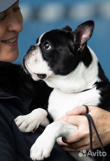 Бостон терьер