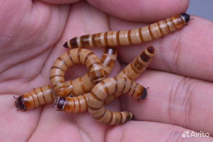 Кормовые насекомые зофобас