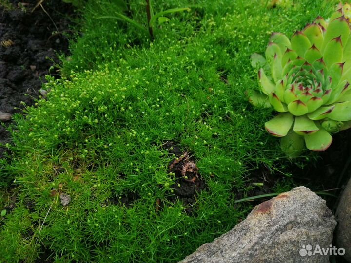 Седум Кристатум