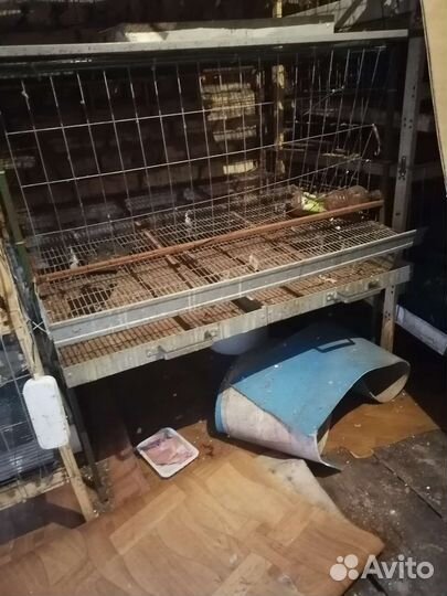Клетки для кур и перепелов