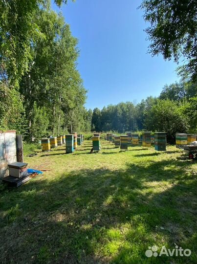 Алтайский мед оптом 2023