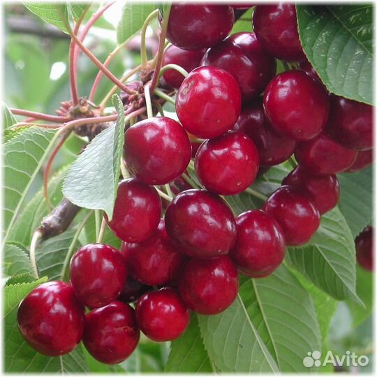 Саженцы черешни Свитхарт