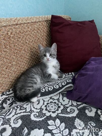 Котенок-полукровка