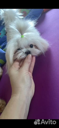 Вязка с micro мальтезе