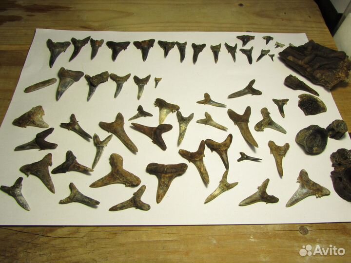Зубы ископаемых акул (для поделок)