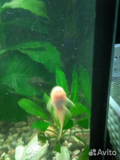 Аквариумные рыбки сомики в добрые руки