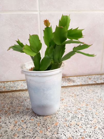 Комнатные цветы