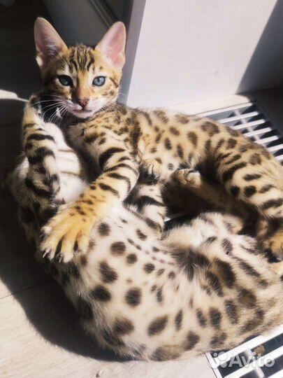 Бенгальские котята