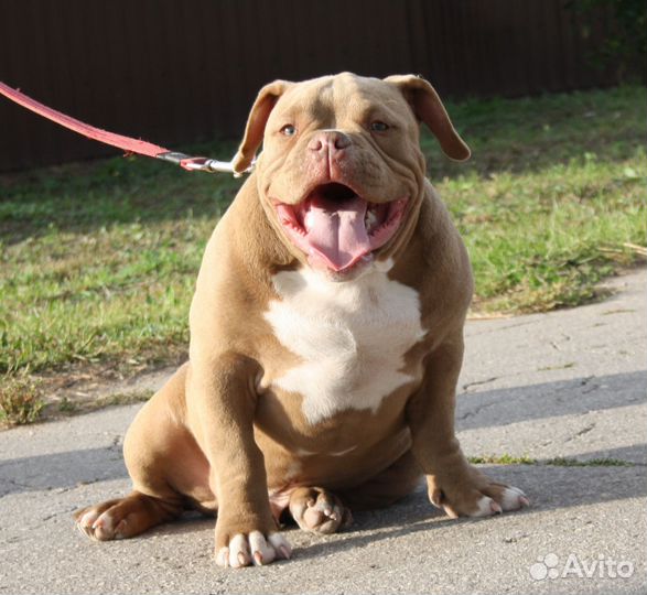 Щенки Американского Булли